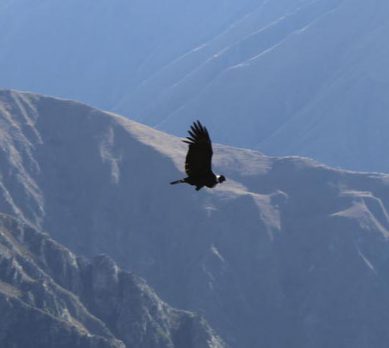 Mirador del Condor Cusco 1D